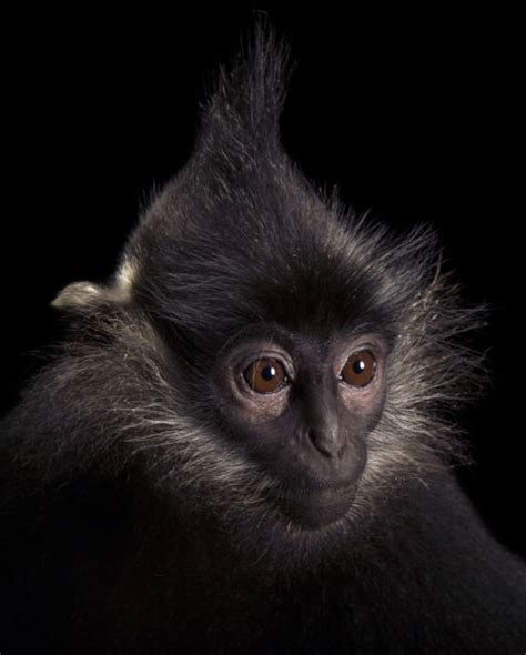 Langurs – Endangered Primate Rescue Center