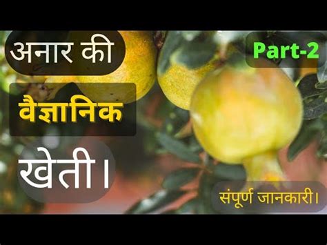 अनार की खेती कैसे करे (पार्ट–2) |Anar ki kheti|Pomegranate Cultivation| Pomegranate Farming ...