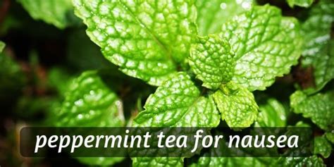 Is Peppermint Tea Good For Nausea ? Here's A Tea You'll Love