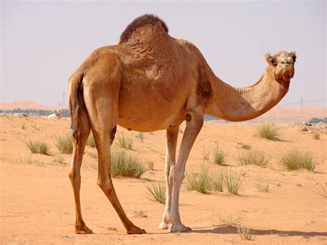 Arabian Camels Facts - Viewing Gallery