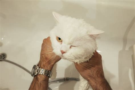 White Wet Cat Washes in Bathtub, Beautiful Kitty Taking a Shower. Stock Photo - Image of ...