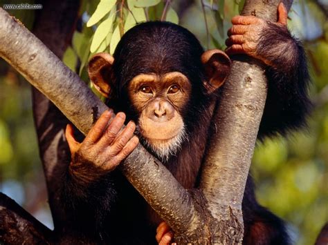 ENCYCLOPEDIA OF ANIMAL FACTS AND PICTURES: CHIMPANZEE