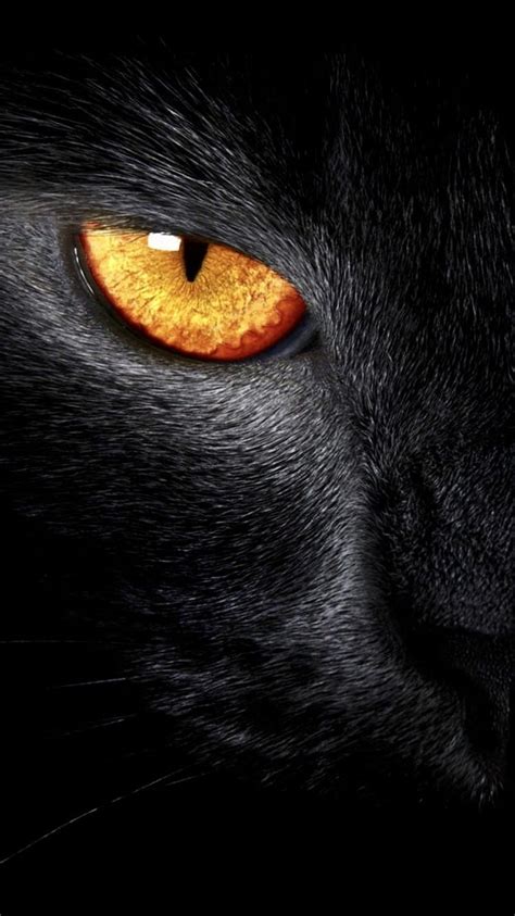 Black cat eyes, Cute animals, Animals, Black Panther Eyes HD phone wallpaper | Pxfuel