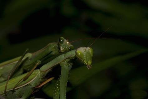 File:Praying Mantis Mating European-40.jpg - Wikimedia Commons