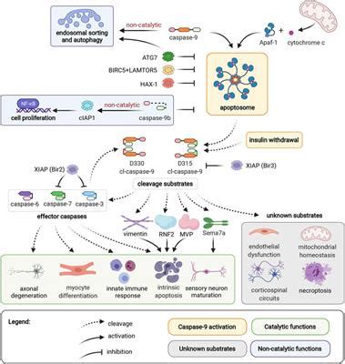 Frontiers | Caspase-9: A Multimodal Therapeutic Target With Diverse Cellular Expression in Human ...