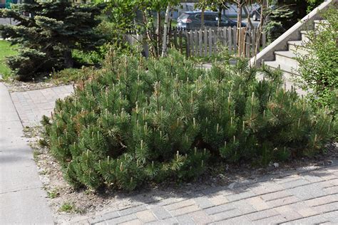 Dwarf Mugo Pine (Pinus mugo var. pumilio) in Denver Centennial Littleton Aurora Parker Colorado ...