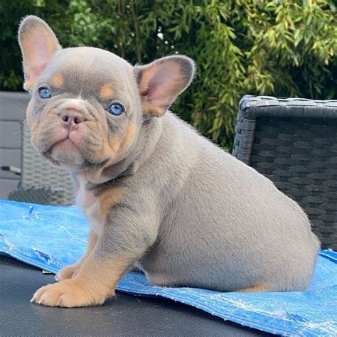 frenchie puppies near me/french bulldog puppies for sale near me