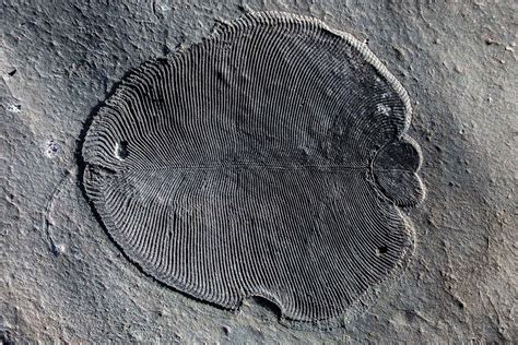 Earliest known animal was a half-billion-year-old underwater blob | New ...