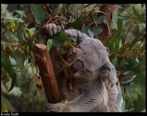 Koala Teeth by Death-Soldier101 on DeviantArt