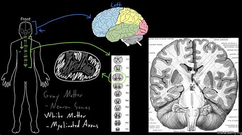 Grey And White Matter In Brain And Spinal Cord - notan-loca