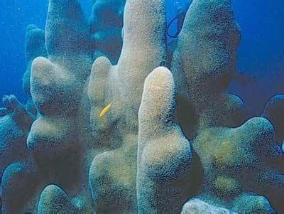 Pillar coral | FWC