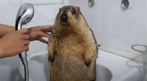 A Marmot Gets A Bath For The First Time