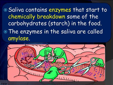 Enzymes In Saliva Begin The Process Of at Jesus Edison blog