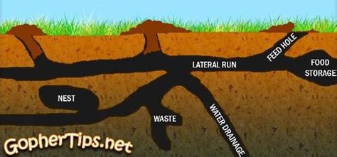 Pocket Gopher Tunnel System