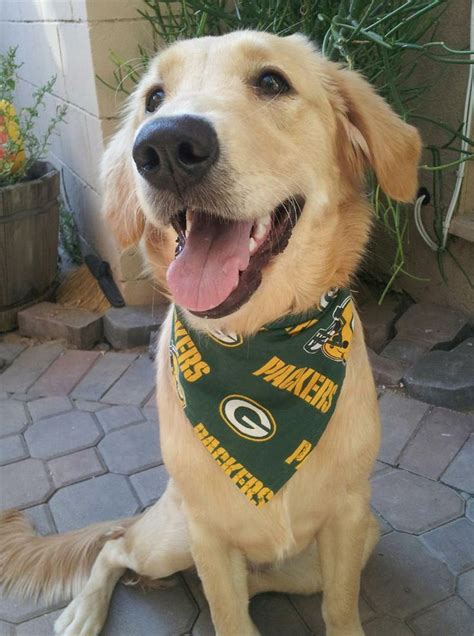 Green Bay Packers dog scarf | Cavalier king charles spaniel, Green bay ...