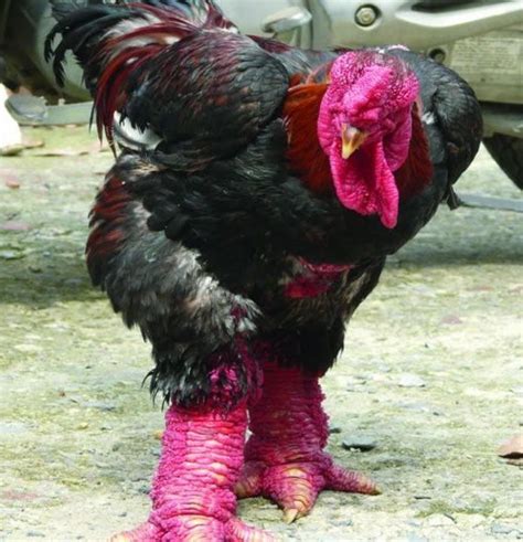 This Chicken Looks Like It Has Never Missed Leg Day! | Beautiful chickens, Pet birds, Chickens ...