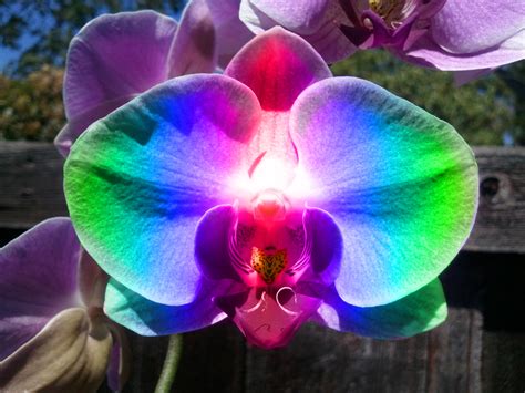 Rainbow Orchid by Sacramented-Desire on DeviantArt