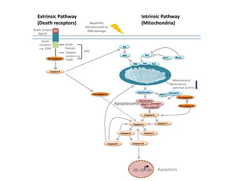 Apoptosis Assays | Bioradiations