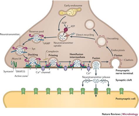 TJ. In a neuron, synaptic vesicles (or neurotransmitter vesicles) store various ...