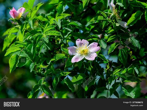 Large Green Bush Fresh Image & Photo (Free Trial) | Bigstock