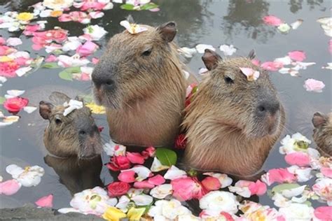 Adorable Capybaras Stay Warm in the Winter by Soaking in Luxurious Hot Spring Baths | Capybara ...