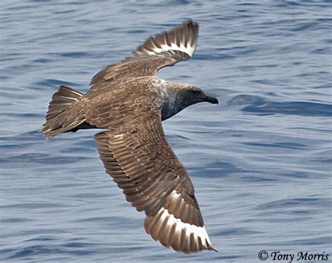 South Polar Skua - Species Information and Photos