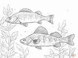 Walleye Fish Coloring Page Sketch sketch template