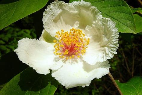 Mountain Camellia - Tree Directory