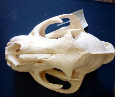 13 Mountain Lion Skull ideas | mountain lion, skull, lion