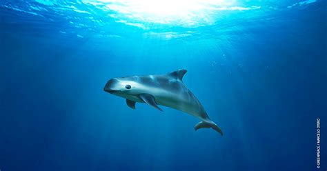 First-ever "extinction alert" issued for the vaquita porpoise - Earth.com