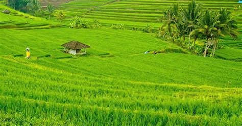 pemandangan di sawah