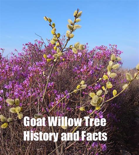 Goat Willow Tree History and Facts - Pioneerthinking.com