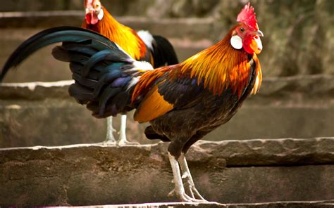 🔥 [140+] Rooster Wallpapers | WallpaperSafari