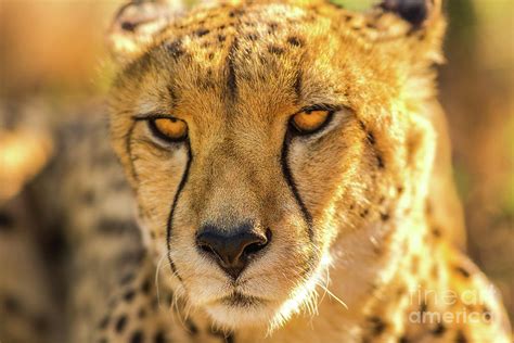 Face cheetah portrait Photograph by Benny Marty - Pixels