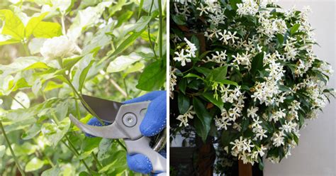 How to Grow Jasmine Plant from Cuttings