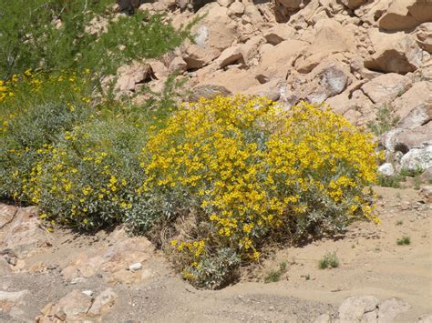 The Desert Flowers of Arizona: A Photo Gallery - WanderWisdom