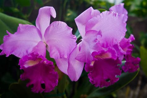 Lavender Orchids Photograph by Connie Anderson | Fine Art America