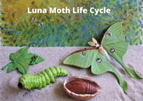 Luna Moth Life Cycle: Journey Through Stages