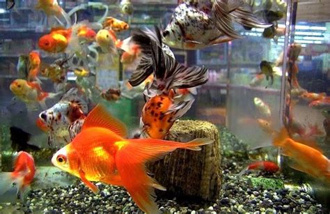 Goldfish in aquarium | Glass Fish Tanks