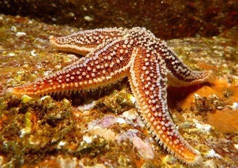 Common starfish (Asterias rubens)