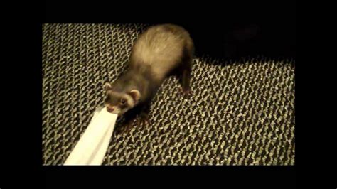 Ferret Stealing My Sock - YouTube