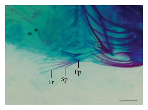 Ventral fin development timing and progression of larval and juvenile ...