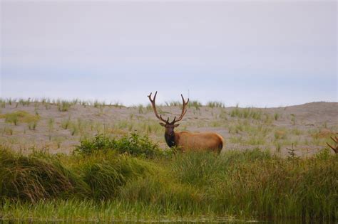 Roosevelt Elk | Roosevelt Elk, Northern California. | Tjflex2 | Flickr