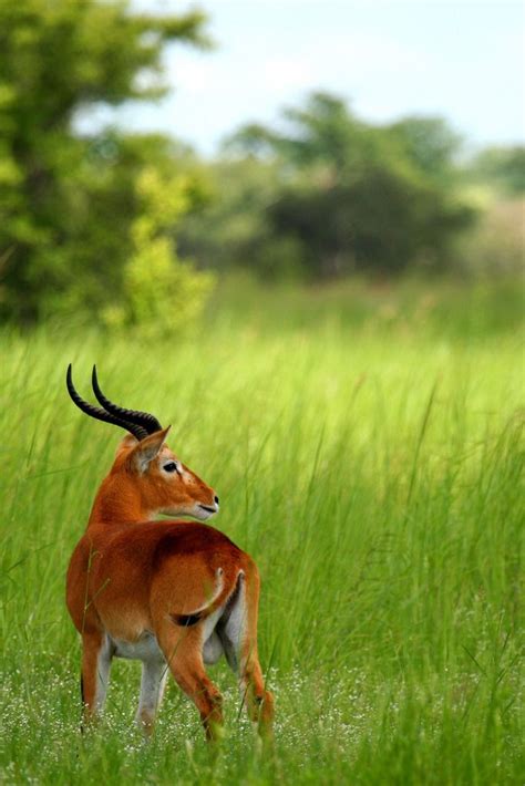 Kob | Dieren, Herten, Rendier