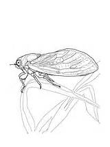 Cicada coloring Pages  Free Coloring sketch template
