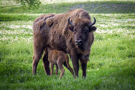 European Bison Reserve – Brasov, Transylvania - Wild Travel Romania