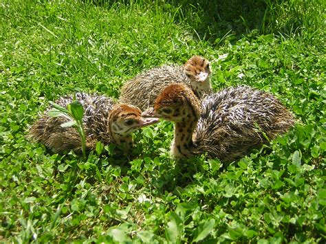 Baby animals at the Krakow zoo | The Krakow Post