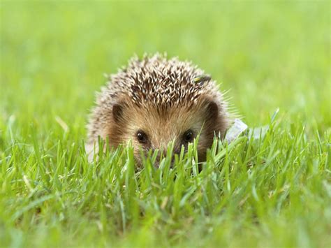 🔥 [40+] Cute Hedgehog Wallpapers | WallpaperSafari