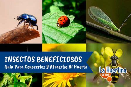 Insectos beneficiosos para las plantas y la huerta. Guía