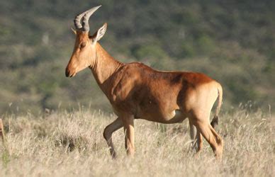 Hartebeest: Facts, Characteristics, Habitat and More | Animal Place